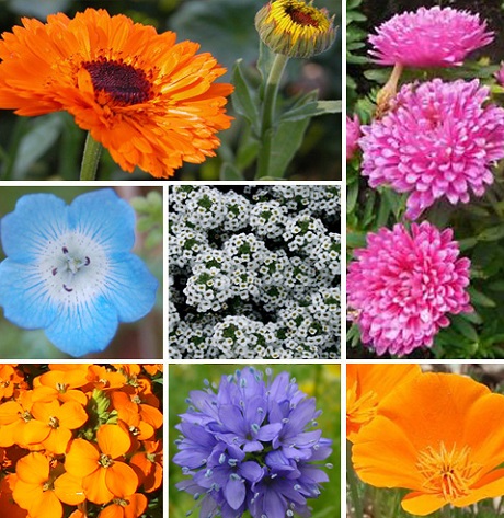 ColourMax 4 - Magic Roundabout Flower Seed